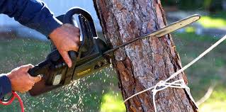 Best Tree Removal  in Bull Valley, IL