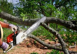 Leaf Removal in Bull Valley, IL