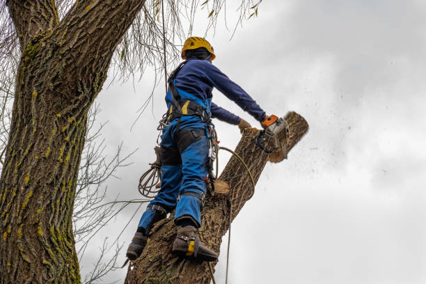 Trusted Bull Valley, IL Tree Services Experts