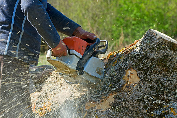 Best Hedge Trimming  in Bull Valley, IL